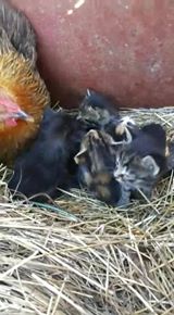 Als dieren heel jong bij een broedse moeder van een totaal andere diersoort worden geplaatst, worden ze verzorgd als waren het eigen leg. Hier ontfermt een kip zich over een nest kittens.
